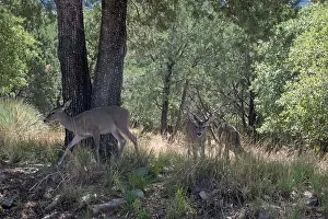 White Tailed Deer Prints: Coues White-tailed Deer (Odocoileus virginianus couesi)