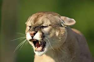 Animal Behaviour Prints: Cougar (Felis concolor), adult, portrait, hissing, angry, Minnesota, USA, North America