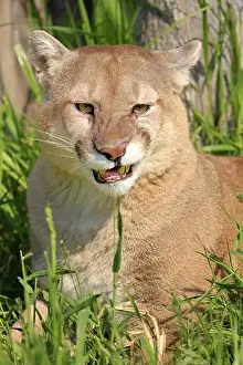 Mammalian Prints: Cougar (Felis concolor), adult, portrait, hissing, angry, Minnesota, USA, North America