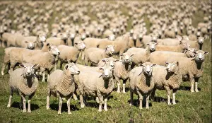 Wonderland Prints: Counting curious sheep