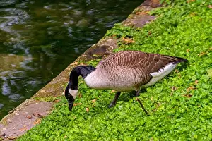Animal Body Part Prints: country goose branta canadensis on the edge of the Stadtgraben at Konigsallee in Dsseldorf