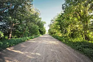 Sky Landscape Prints: Country road with blooming acacia trees. Sunny spring day. Ukraine
