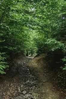 Diapers Prints: Country road through dense spruce green forest on spring morning