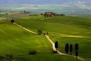 Country Road Prints: Country road lined with cypress tress leading to typical Tuscan farmhouse villa in the rolling hills of Tuscany