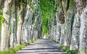 Images Dated 2nd July 2018: Country road running through tree alley in south France, Provence. Beautiful sycamore trees alley