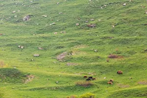 Countryside Landscape With Red Cow Grazing On A Green Mountain Slope In Spring In Mountains Of Georgia. Meadow Or Field With Green Grass