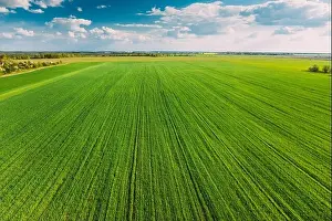 Countryside Rural Green Field Landscape With Young Wheat Sprouts In Spring Summer Cloudy Day. Agricultural Field. Young Wheat Shoots. Aerial View