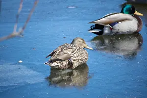 Riviere Prints: couple de Canard Colvert Mallard mâle et femelle migration