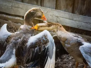 Duck Pond Prints: Couple fighting geese on the farm, two geese have a fierce battle on the grass of farm