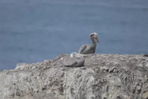 Seabird Prints: A couple of gray pelicans also known as Pelecanus philippensis on a rock with a sea in the background