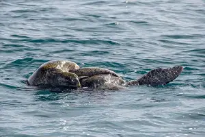 Baja California Sur Prints: Couple of Green Sea Turtle Mating in Pacific Ocean, baja california sur, mexico