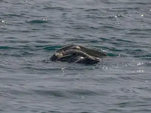 Baja California Sur Prints: Couple of Green Sea Turtle Mating in Pacific Ocean, baja california sur, mexico