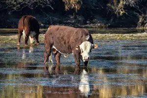 Rutting Prints: A couple of Hereford bulls grazing in the Salt River near Phoenix, Arizona