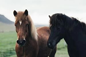 Images Dated 6th June 2016: Couple of icelandic horses