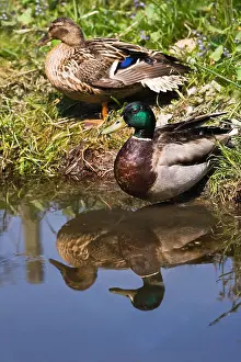 Ducks Prints: Couple of Mallards or Wild ducks at the waterside - vertical with reflection