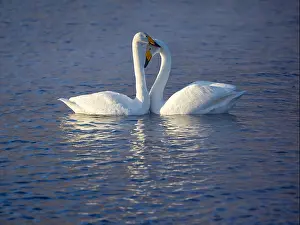 Dating Prints: Couple of white whooper swans Cygnus cygnus on lake