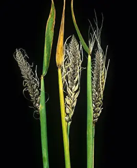 Barley Prints: Covered smut Ustilago segetum smutted ears of barley