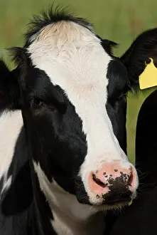 Cows Prints: cow