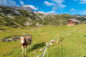 Bell Prints: Cow in Alps