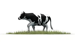 Cow in grass - isolated on white background