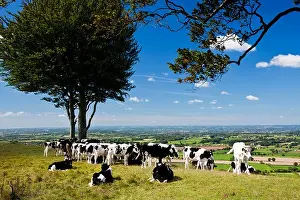 Cow grazing at Oliver's Castle, an ancient hillfort near Devizes, Wiltshire, England, UK