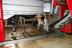 Herbivores Prints: cow being milked by a fully automated milking robot