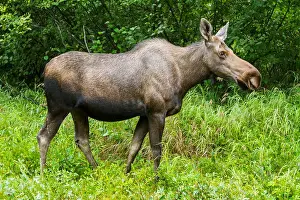 Alces Alces Prints: Cow moose (alces alces); Anchorage, Alaska, United States of America