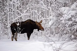 Snout Prints: A cow moose nibbling on a branch in a snow covered white winter forest