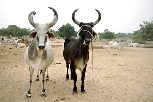 Cows Prints: Cow protection, Shri Godham Mahatirth Pathmeda