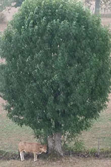 Bovine Prints: COW SHELTERING FROM THE RAIN UNDER A TREE, AVEYRON (12), FRANCE