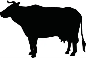 Livestock Farming Prints: Cow Silhouette Vector Icon - Dairy Farm Livestock Symbol for Agriculture