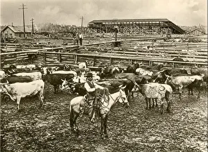 Missouri Prints: Cowboy herding cattle in the railroad stockyards at Kansas City Missouri 1890s