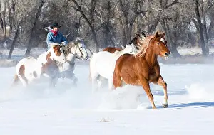Release Prints: Cowboy horse drive on Hideout Ranch