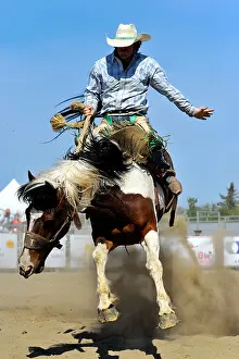 Buck Prints: A cowboy riding a bucking horse at a rodeo saddle bronc riding event