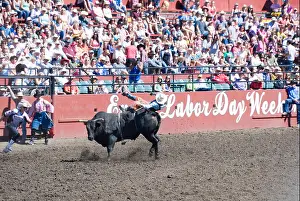 Bulls Prints: Cowboy is thrown by raging bull, Ellensburg Rodeo, Labour Day Weekend, Washington, USA