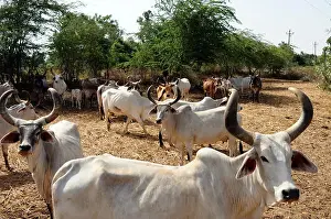 Gujarat Prints: Cows in cow shelter, herd of cows, Bhuj, Kutch, Gujarat, India