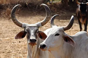 Gujarat Prints: Cows in cow shelter, herd of cows, Bhuj, Kutch, Gujarat, India