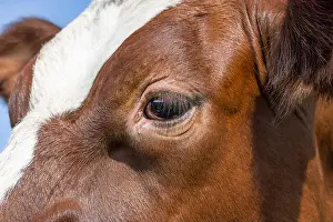 Gaze Prints: Cow's eye, close up of a dairy red and white