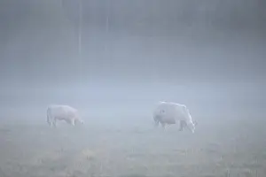 Ontario Canada Prints: two cows in the fog