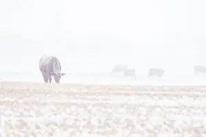 Cattle Grazing Prints: Cows grazing on a harvested field during an early spring snowfall on the Alberta prairies in Rocky View County Canada