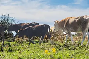 Green Field Prints: Cows grazing on the pasturage hill