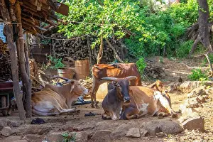 Villager Prints: cows sleeping in shed