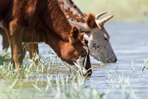 Calf Prints: Cows at a watering place drink water and bathe during strong heat and drought
