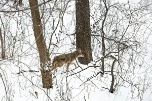 Canis Prints: A coyote (Canis latrans) moving through a snowy forest in Michigan, USA