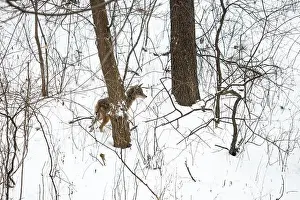 Canis Prints: A coyote (Canis latrans) moving through a snowy forest in Michigan, USA