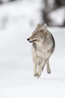 Comical Prints: Coyote / Kojote ( Canis latrans ) on the run
