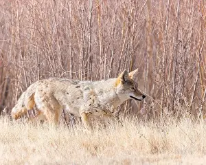 Canis Prints: A coyote looks for a meal on Bosque del Apache National Wildlife Refuge, New Mexico