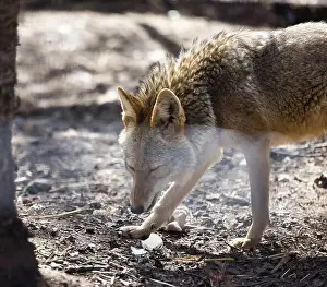 City Day Prints: Coyote on a spring day at the Anchorage Zoo in Alaska