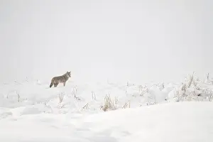 Stark Prints: Coyote Standing in a Snow-Covered Field during Winter