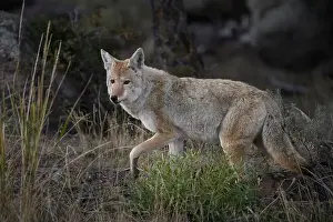 Enhanced Prints: Coyote, Yellowstone National Park